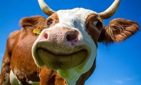 Less milk for purchased cow; Family members clash, two injured Less milk for purchased cow; Family members clash, two injured