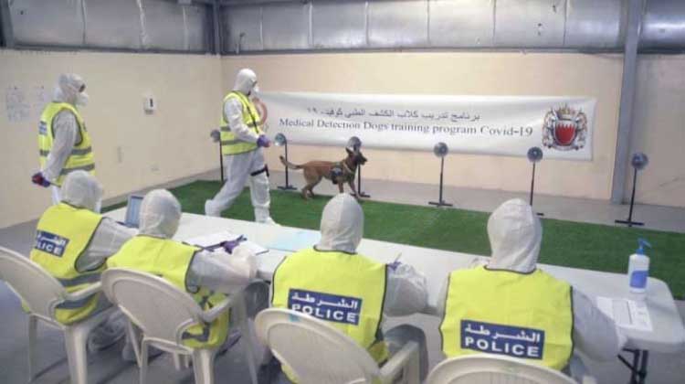 കോവിഡ് കെണ്ടത്താൻ ഇനി പൊലീസ് നായ്ക്കളും കോവിഡ് കെണ്ടത്താൻ ഇനി പൊലീസ് നായ്ക്കളും