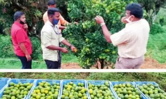 ഓറഞ്ച് സീസൺ തുടങ്ങി; നെല്ലിയാമ്പതി യാത്രക്ക് ഇനി മാധുര്യമേറും ഓറഞ്ച് സീസൺ തുടങ്ങി; നെല്ലിയാമ്പതി യാത്രക്ക് ഇനി മാധുര്യമേറും