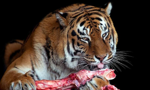 മൃഗങ്ങൾക്കും ബീഫ്​ നൽകാൻ പാടില്ല​; മൃഗശാലയിലേക്കുള്ള വഴി തടഞ്ഞ്​ ഹിന്ദുത്വ പ്രവർത്തകർ