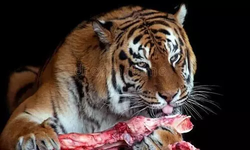 മൃഗങ്ങൾക്കും ബീഫ്​ നൽകാൻ പാടില്ല​; മൃഗശാലയിലേക്കുള്ള വഴി തടഞ്ഞ്​ ഹിന്ദുത്വ പ്രവർത്തകർ