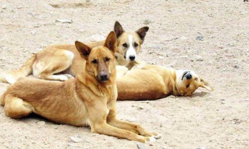 തെു​രു​വു നാ​യ്ക്ക​ളു​ടെ പെ​രു​പ്പം: അ​ധി​കൃ​ത​ര്‍ ഇ​ട​പെ​ട​ണ​മെ​ന്ന് ആ​വ​ശ്യം