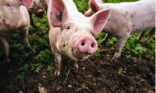 പന്നികളെ ബാധിക്കുന്ന പുതിയ കൊറോണ വൈറസ്​​ മനുഷ്യരിലേക്കും പടരുമെന്ന്​ പഠനം