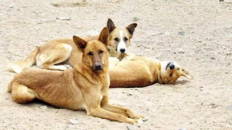 തെു​രു​വു നാ​യ്ക്ക​ളു​ടെ പെ​രു​പ്പം: അ​ധി​കൃ​ത​ര്‍ ഇ​ട​പെ​ട​ണ​മെ​ന്ന് ആ​വ​ശ്യം