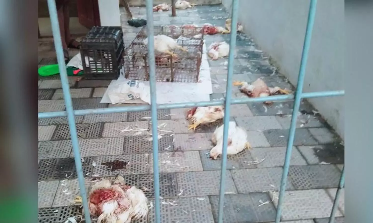 കോഴിക്കടക്ക്​ നേരെ സാമൂഹിക വിരുദ്ധരുടെ ആക്രമണം