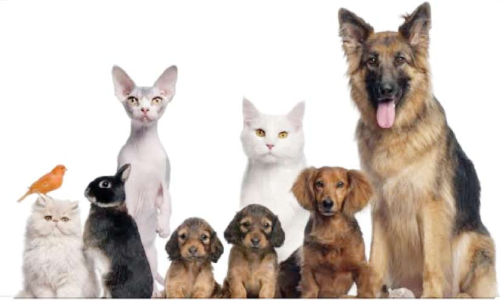 ജന്തുജാലങ്ങൾക്കും മുഴുവൻസമയ അത്യാഹിത വിഭാഗം