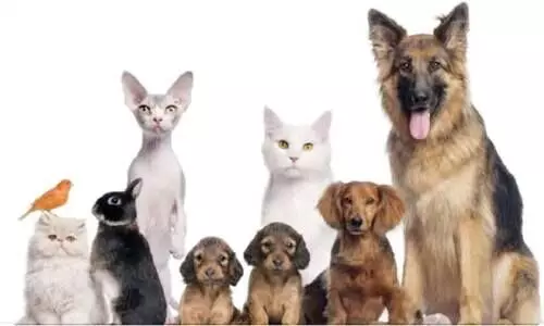 ജന്തുജാലങ്ങൾക്കും മുഴുവൻസമയ അത്യാഹിത വിഭാഗം