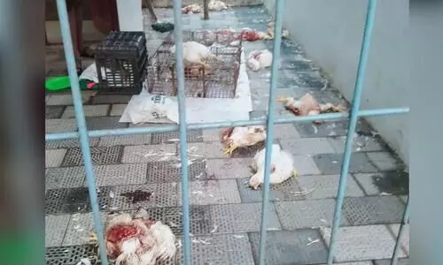 കോഴിക്കടക്ക്​ നേരെ സാമൂഹിക വിരുദ്ധരുടെ ആക്രമണം