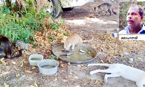മോഹനൻ ഭക്ഷണം വിളമ്പും; കാക്കയും പൂച്ചയും പാഞ്ഞെത്തും