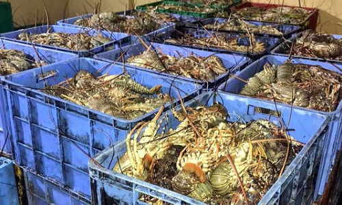 അനധികൃത മത്സ്യബന്ധനം: 3450 കിലോ മത്സ്യം പിടിച്ചെടുത്തു