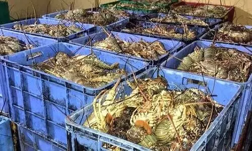 അനധികൃത മത്സ്യബന്ധനം: 3450 കിലോ മത്സ്യം പിടിച്ചെടുത്തു