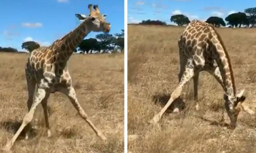 അറ്റൻഷൻ, സ്​റ്റാൻഡ്​ അറ്റ്​ ഇൗസ്​ സ്​കൂൾ അസംബ്ലിയെ ഒാർമിപ്പിച്ച്​ ജിറാഫി​െൻറ പുല്ലുതീറ്റ വൈറൽ