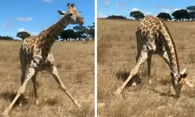 അറ്റൻഷൻ, സ്റ്റാൻഡ് അറ്റ് ഇൗസ് സ്കൂൾ അസംബ്ലിയെ ഒാർമിപ്പിച്ച് ജിറാഫിെൻറ പുല്ലുതീറ്റ വൈറൽ അറ്റൻഷൻ, സ്റ്റാൻഡ് അറ്റ് ഇൗസ് സ്കൂൾ അസംബ്ലിയെ ഒാർമിപ്പിച്ച് ജിറാഫിെൻറ പുല്ലുതീറ്റ വൈറൽ