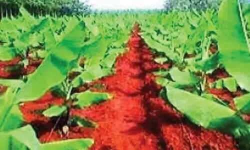 ഉൽപന്നവില നൽകാതെ ഹോർട്ടികോർപ് ; കൃഷിയിറക്കാനാവാതെ കർഷകർ