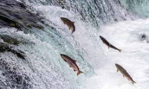 ഭൂഖണ്ഡങ്ങൾ താണ്ടുന്ന സാൽമൺ മത്സ്യങ്ങൾ