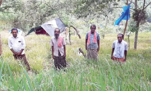 പാറപ്പുറത്ത് നൂറുമേനി കൊയ്ത് കർഷക സംഘം