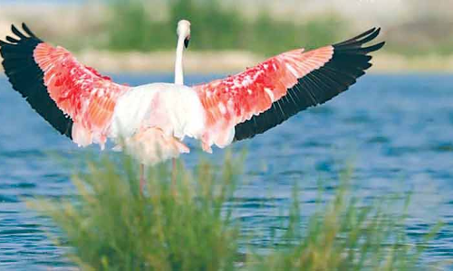 300ൽ ​അ​ധി​കം ഇ​നം  പ​ക്ഷി​ക​ളു​ടെ  ഇ​ഷ്​​ട​കേ​ന്ദ്ര​മാ​യി ഖ​ത്ത​ർ