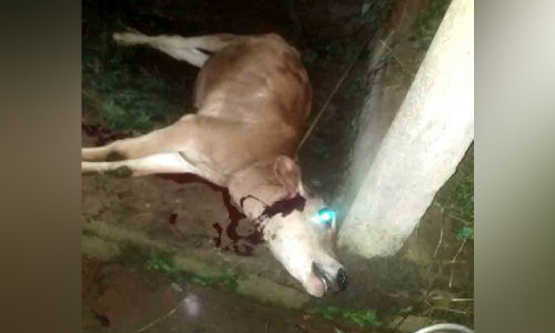 ആനച്ചന്തയിൽ പശുക്കിടാവിനെ പുലി ആക്രമിച്ചു ആനച്ചന്തയിൽ പശുക്കിടാവിനെ പുലി ആക്രമിച്ചു