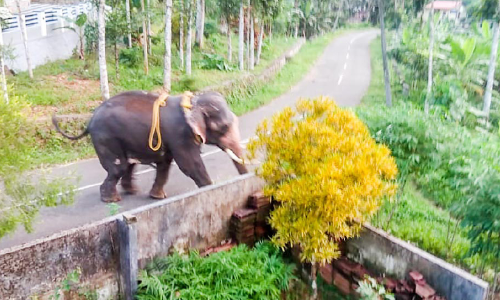 ഇളമ്പള്ളിയിൽ ആനയിടഞ്ഞു