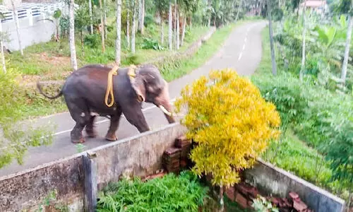 ഇളമ്പള്ളിയിൽ ആനയിടഞ്ഞു