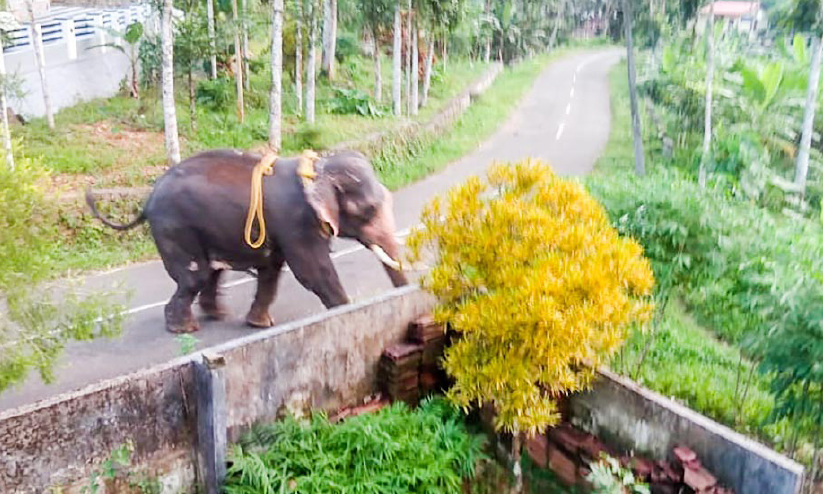 ഇളമ്പള്ളിയിൽ ആനയിടഞ്ഞു ഇളമ്പള്ളിയിൽ ആനയിടഞ്ഞു