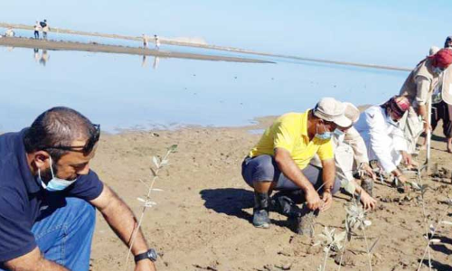 ബർക്കയിൽ 1000 കണ്ടൽചെടികൾ നട്ടു