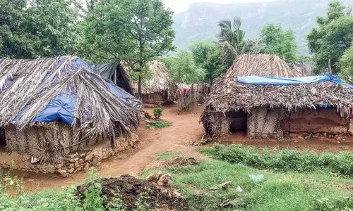 കോളനികളിൽ വാറ്റ്, കഞ്ചാവ് ഏജൻറുമാർ പിടിമുറുക്കുന്നു
