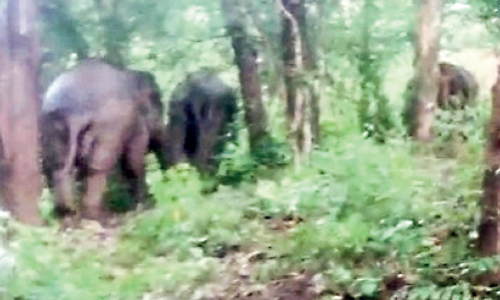 കൃഷിനാശം വിതച്ച് താണ്ഡവമാടിയ കാട്ടാനക്കൂട്ടത്തെ കാടുകയറ്റി