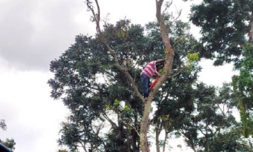 സസ്പെൻഷനിലായ മൃഗ സംരക്ഷണ വകുപ്പിലെ താൽക്കാലിക ജീവനക്കാരൻ മരത്തിൽ കയറി ആത്മഹത്യ ഭീഷണി മുഴക്കി സസ്പെൻഷനിലായ മൃഗ സംരക്ഷണ വകുപ്പിലെ താൽക്കാലിക ജീവനക്കാരൻ മരത്തിൽ കയറി ആത്മഹത്യ ഭീഷണി മുഴക്കി