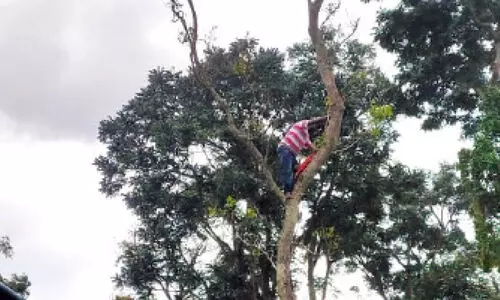 സസ്പെൻഷനിലായ മൃഗ സംരക്ഷണ വകുപ്പിലെ താൽക്കാലിക ജീവനക്കാരൻ മരത്തിൽ കയറി ആത്മഹത്യ ഭീഷണി മുഴക്കി
