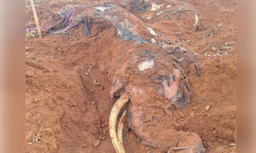 ഷോക്കേറ്റ് ചെരിഞ്ഞ കൊമ്പനെ കുഴിച്ചുമൂടി; മൂന്ന് കർഷകർ അറസ്​റ്റിൽ