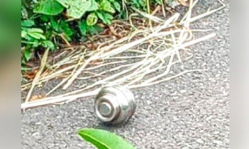 തോക്കും തിരകളും കണ്ടെത്തിയതിന് പിന്നാലെ പയ്യന്നൂരിൽ വ്യാജ ബോംബും