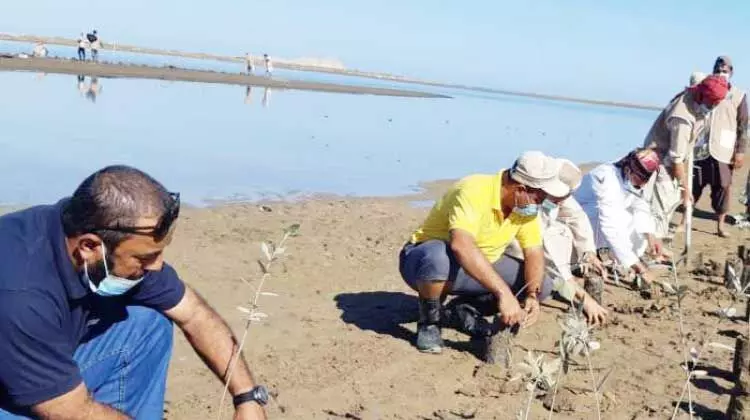 ബർക്കയിൽ 1000 കണ്ടൽചെടികൾ നട്ടു