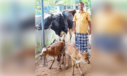 ഒറ്റ പ്രസവത്തിൽ ഇരട്ട കന്നുകുട്ടികൾ ഒറ്റ പ്രസവത്തിൽ ഇരട്ട കന്നുകുട്ടികൾ