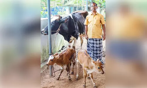 ഒ​റ്റ പ്ര​സ​വ​ത്തി​ൽ ഇ​ര​ട്ട ക​ന്നു​കു​ട്ടി​ക​ൾ