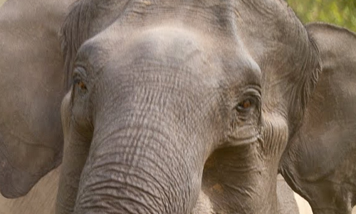 ആനക്കലിയിൽ വിറങ്ങലിച്ച് ആറളം; കൊക്കോട് തൂക്കുപാലം ആനക്കൂട്ടം തകർത്തു