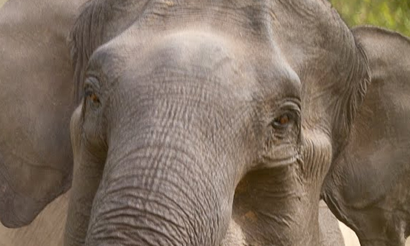 ആനക്കലിയിൽ വിറങ്ങലിച്ച് ആറളം; കൊക്കോട് തൂക്കുപാലം ആനക്കൂട്ടം തകർത്തു ആനക്കലിയിൽ വിറങ്ങലിച്ച് ആറളം; കൊക്കോട് തൂക്കുപാലം ആനക്കൂട്ടം തകർത്തു