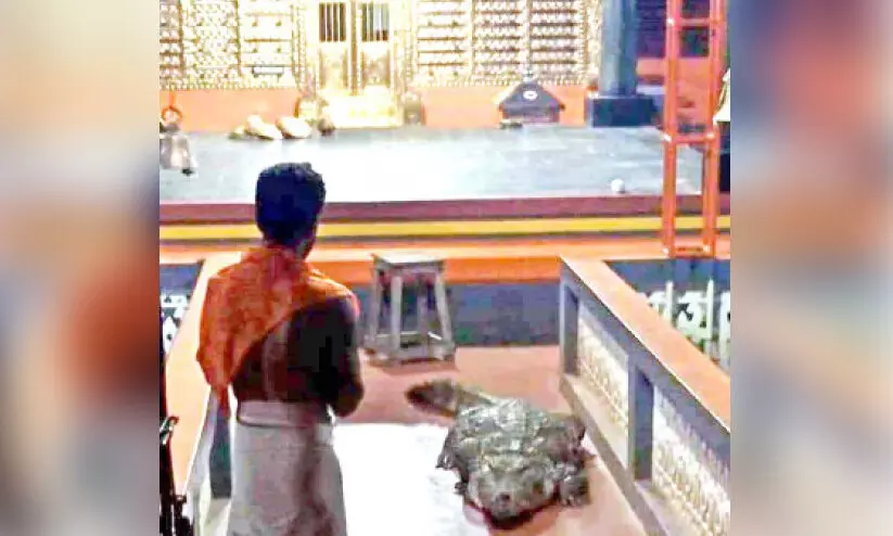 ഭക്തരിൽ വിസ്മയം തീർത്ത് ബബിയ ക്ഷേത്രനടയിൽ ഭക്തരിൽ വിസ്മയം തീർത്ത് ബബിയ ക്ഷേത്രനടയിൽ