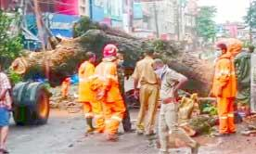 നഗരപാതയിൽ കൂറ്റൻ മരം കടപുഴകി: ഒഴിവായത് വൻ ദുരന്തം