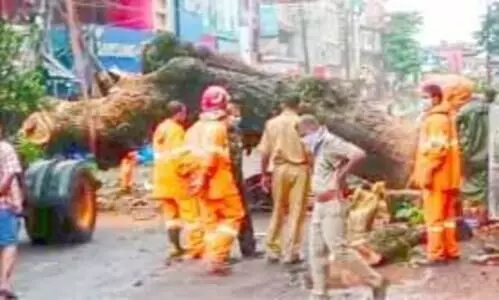 നഗരപാതയിൽ കൂറ്റൻ മരം കടപുഴകി: ഒഴിവായത് വൻ ദുരന്തം നഗരപാതയിൽ കൂറ്റൻ മരം കടപുഴകി: ഒഴിവായത് വൻ ദുരന്തം