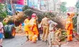 നഗരപാതയിൽ കൂറ്റൻ മരം കടപുഴകി: ഒഴിവായത് വൻ ദുരന്തം നഗരപാതയിൽ കൂറ്റൻ മരം കടപുഴകി: ഒഴിവായത് വൻ ദുരന്തം