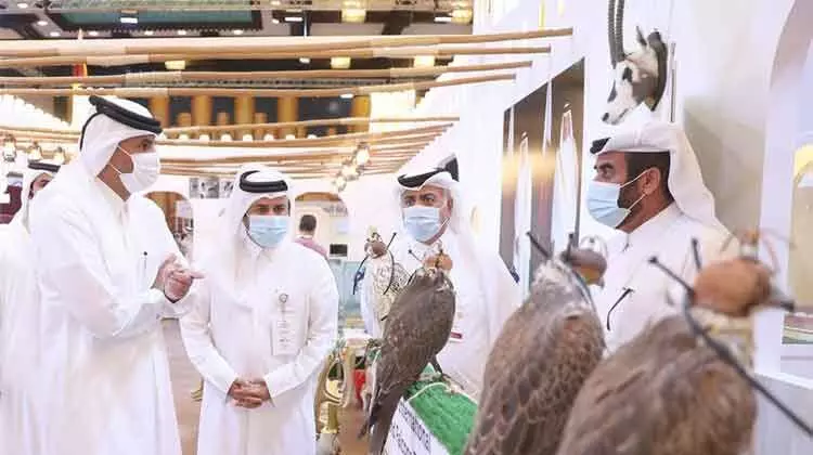 ഫാൽക്കൺ പക്ഷികളെ അടുത്തറിയാം; സ്ഹൈൽ നാളെ അവസാനിക്കും ഫാൽക്കൺ പക്ഷികളെ അടുത്തറിയാം; സ്ഹൈൽ നാളെ അവസാനിക്കും