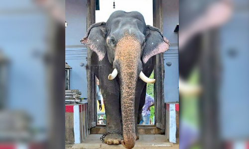 തിട​േമ്പറ്റാൻ അഴകി​െൻറ രാജൻ ഇനിയില്ല