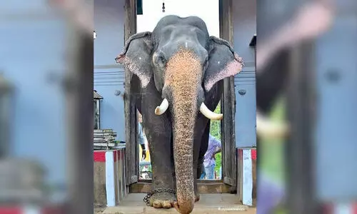 തിട​േമ്പറ്റാൻ അഴകി​െൻറ രാജൻ ഇനിയില്ല