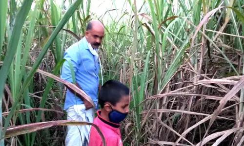 കരിമ്പ്​ കൃഷി വീണ്ടെടുക്കാനിറങ്ങി യുവകർഷകൻ