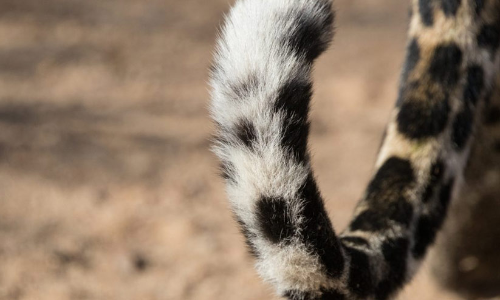 പുലിക്കായി തിരച്ചിൽ; കണ്ടത്​ കാട്ടുപൂച്ചയെ