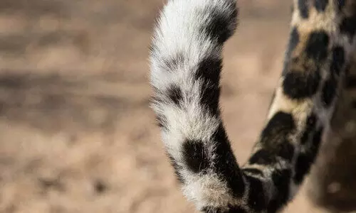 പുലിക്കായി തിരച്ചിൽ; കണ്ടത്​ കാട്ടുപൂച്ചയെ