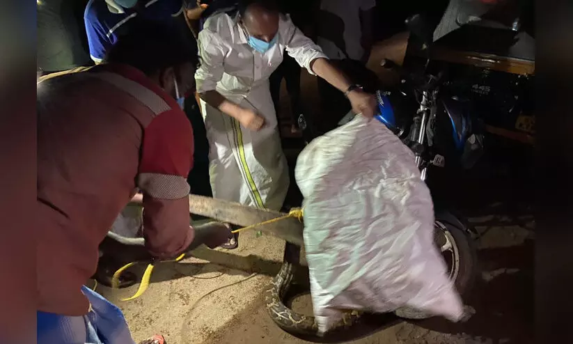 മലമ്പാമ്പിനെ പിടികൂടുന്നു മലമ്പാമ്പിനെ പിടികൂടുന്നു