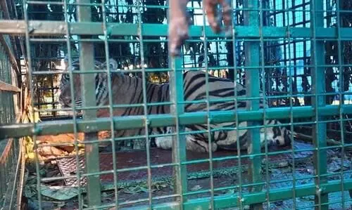 പുൽപള്ളിയിൽ ഭീതി പരത്തിയ കടുവയെ കൂട്ടിലാക്കി