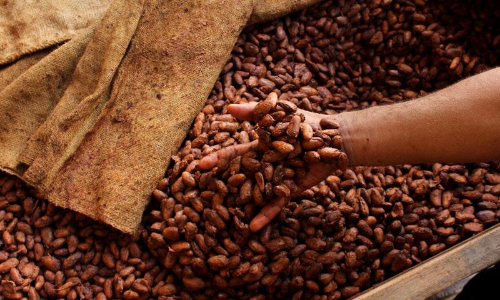 കൊക്കോ വില മേലോട്ട്; ഉൽപാദനം താഴോട്ട്